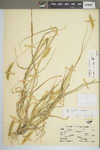 Setaria pumila subsp. pumila image