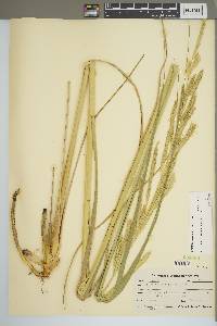 Spartina pectinata image