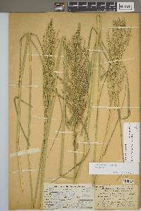 Tridens flavus var. flavus image
