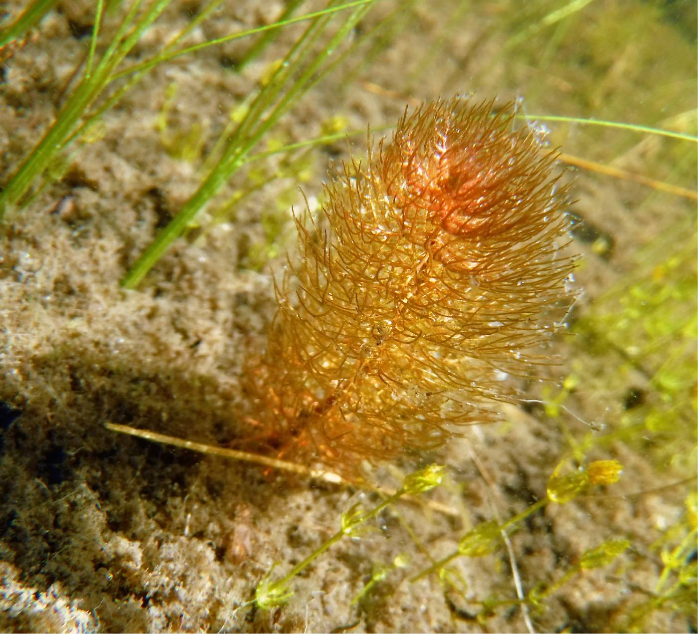 Myriophyllum heterophyllum image