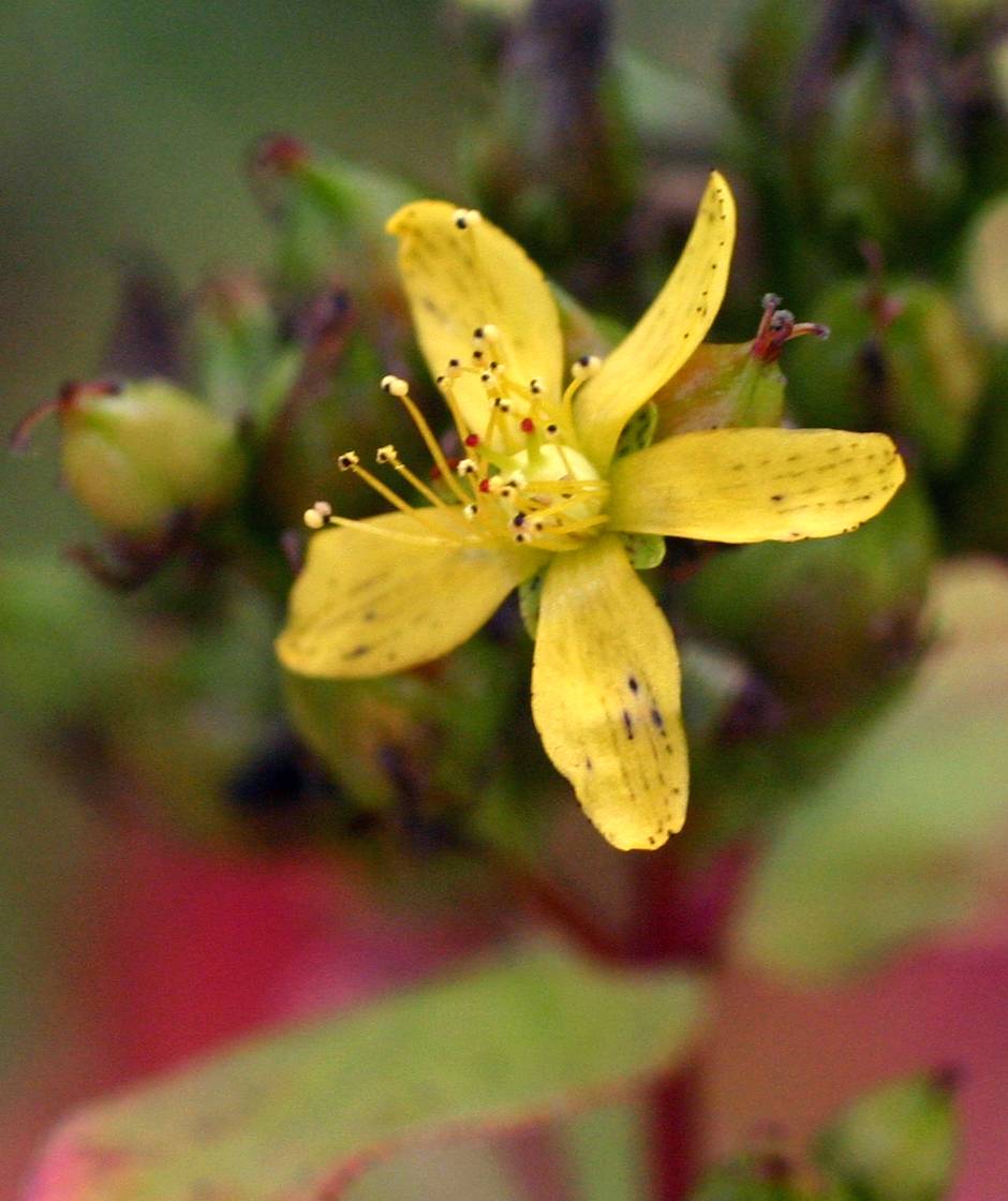 Hypericum punctatum image