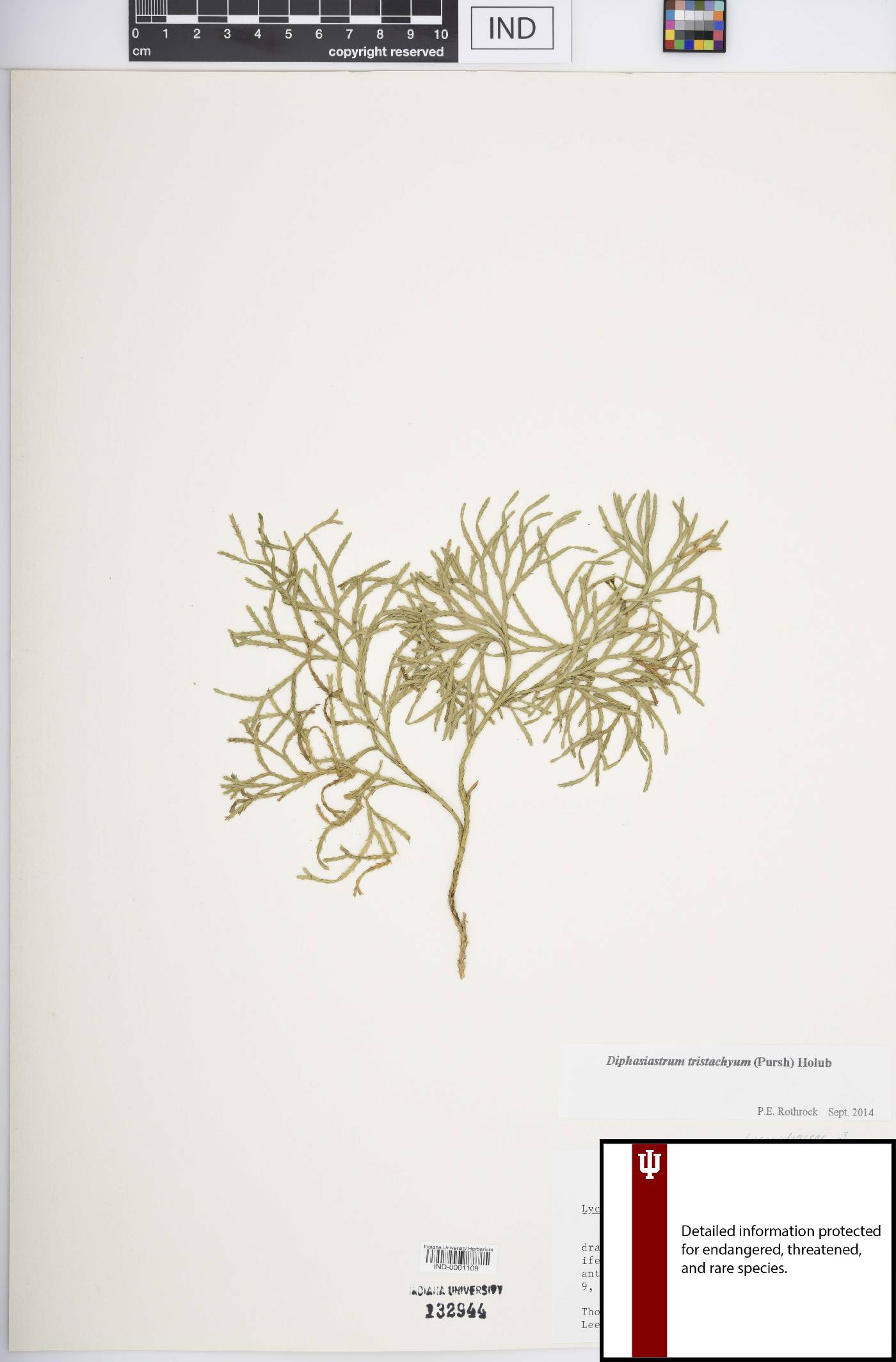 Diphasiastrum tristachyum image