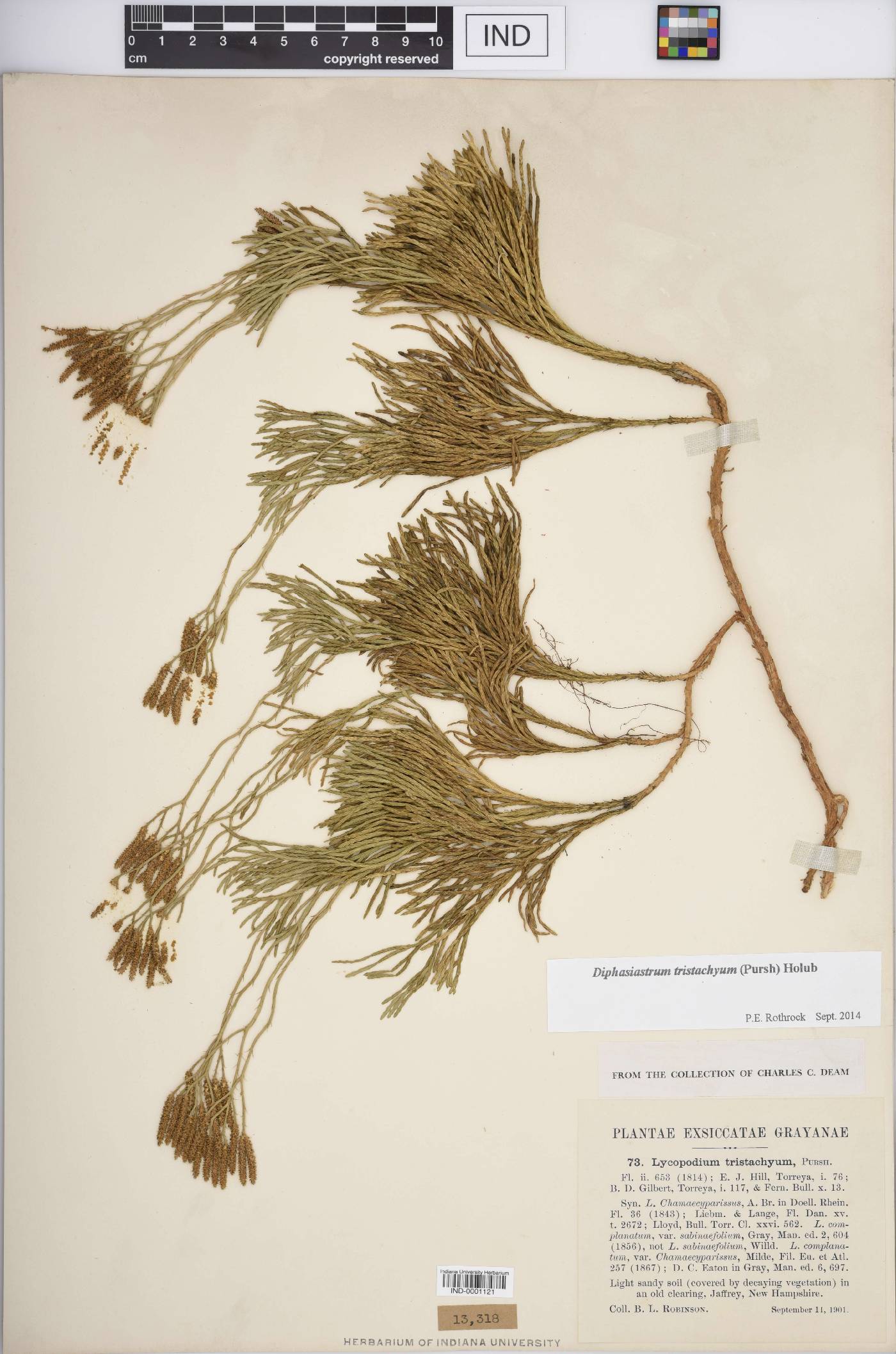 Diphasiastrum tristachyum image