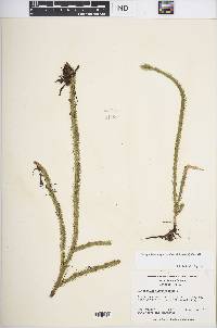 Lycopodiella alopecuroides image