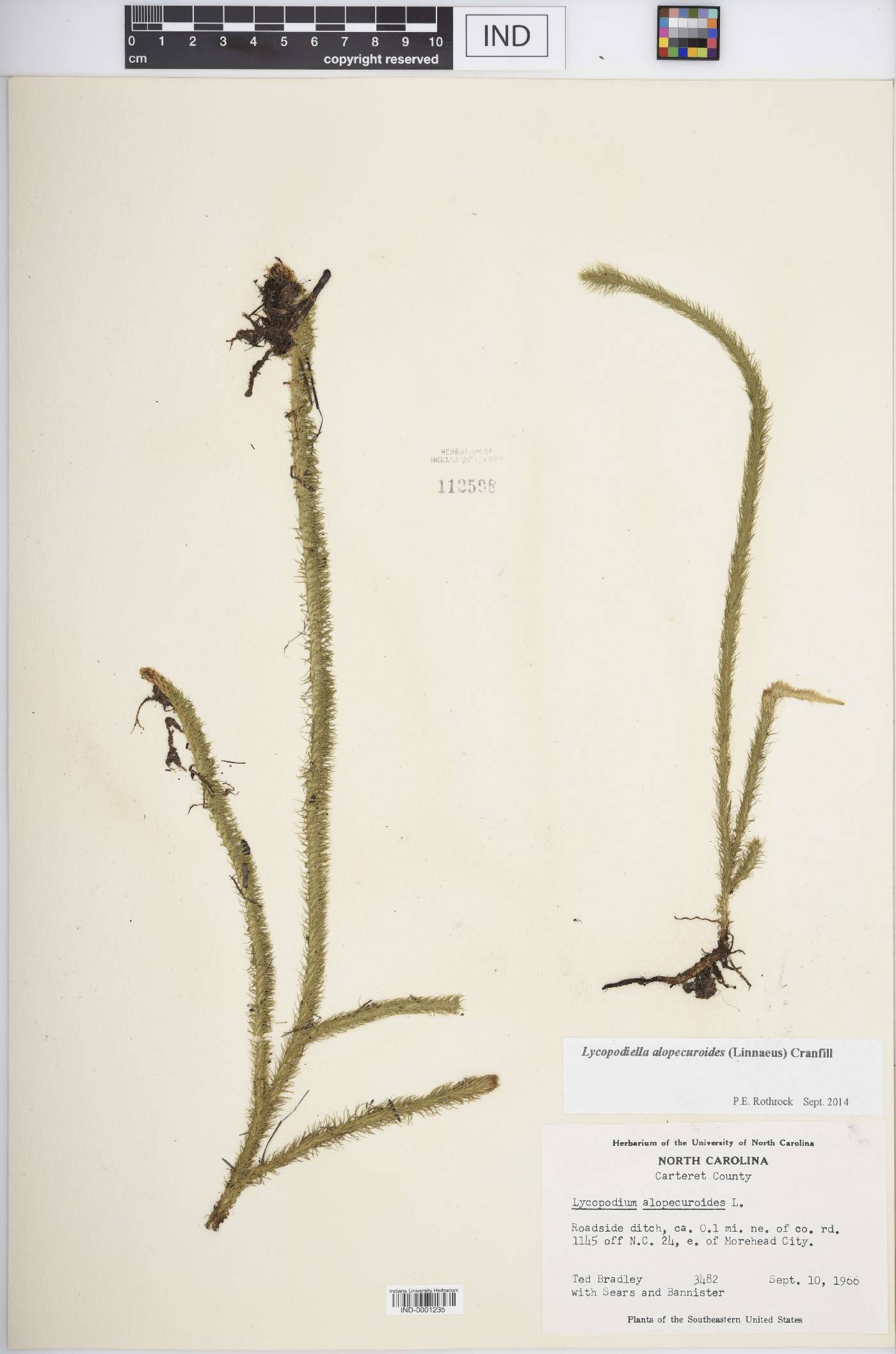 Lycopodiella alopecuroides image