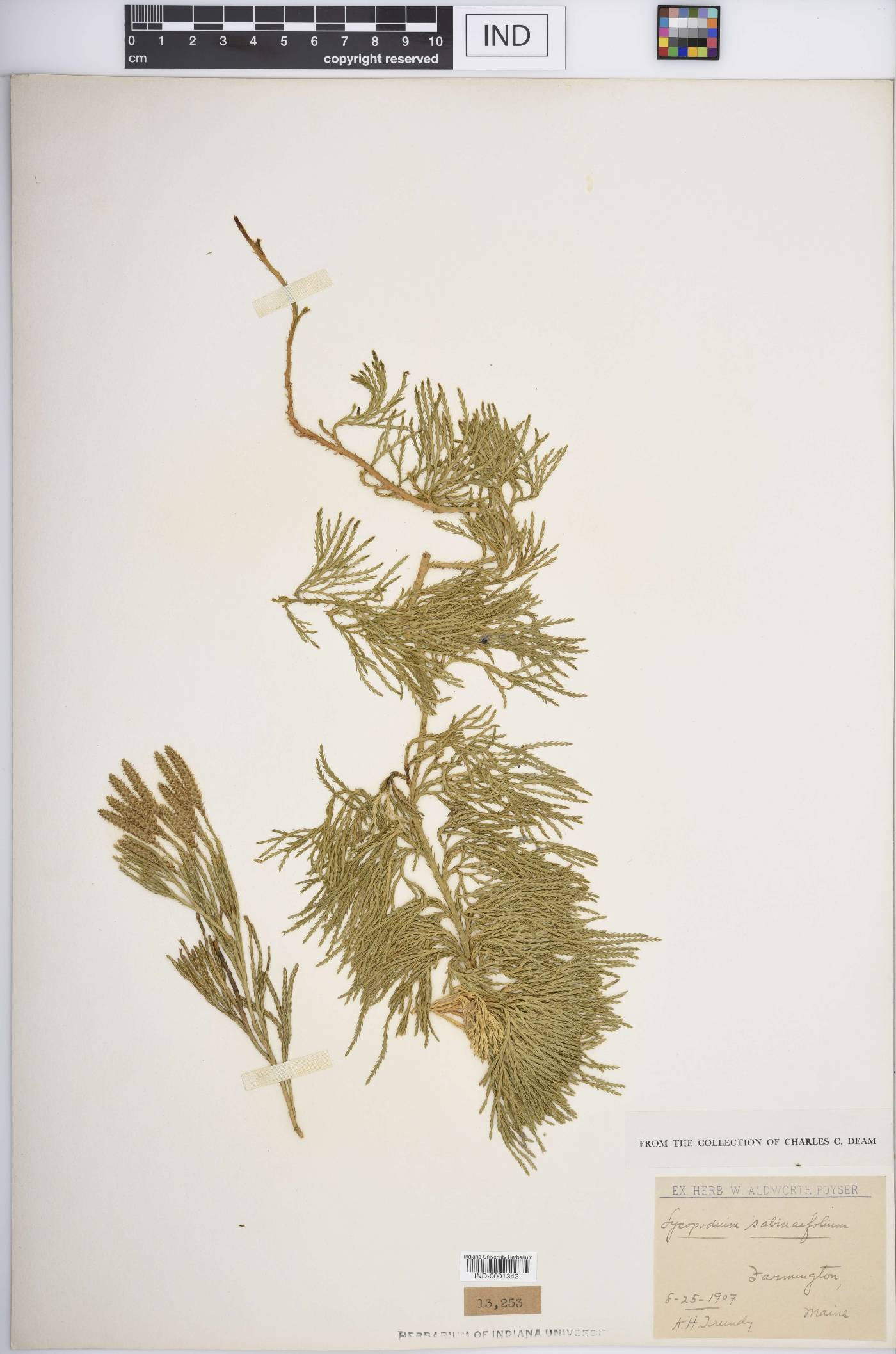 Lycopodium sabinaefolium image