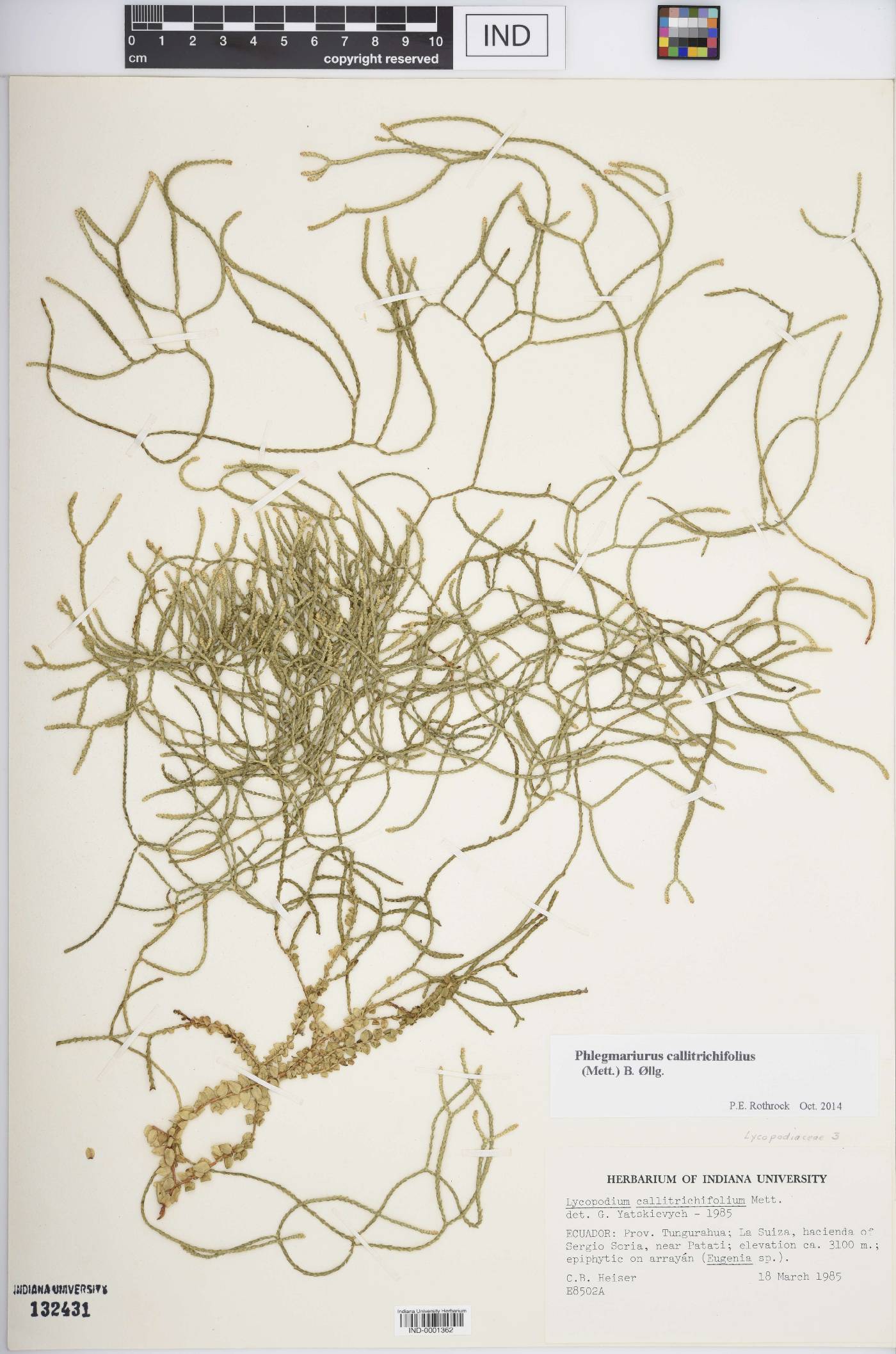 Phlegmariurus callitrichifolius image