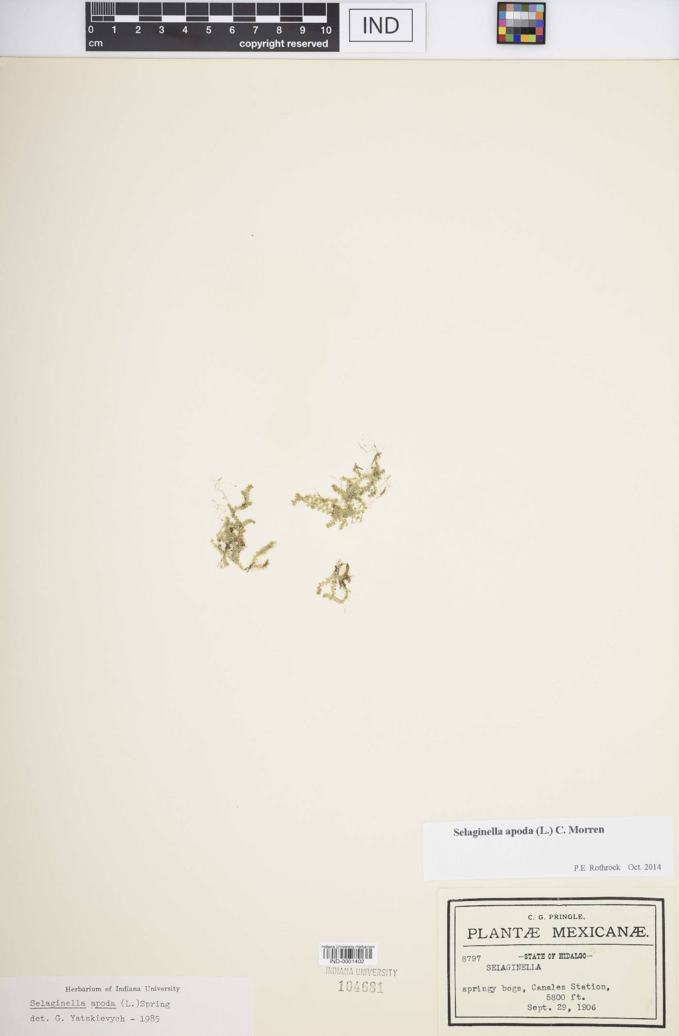 Selaginella apoda image