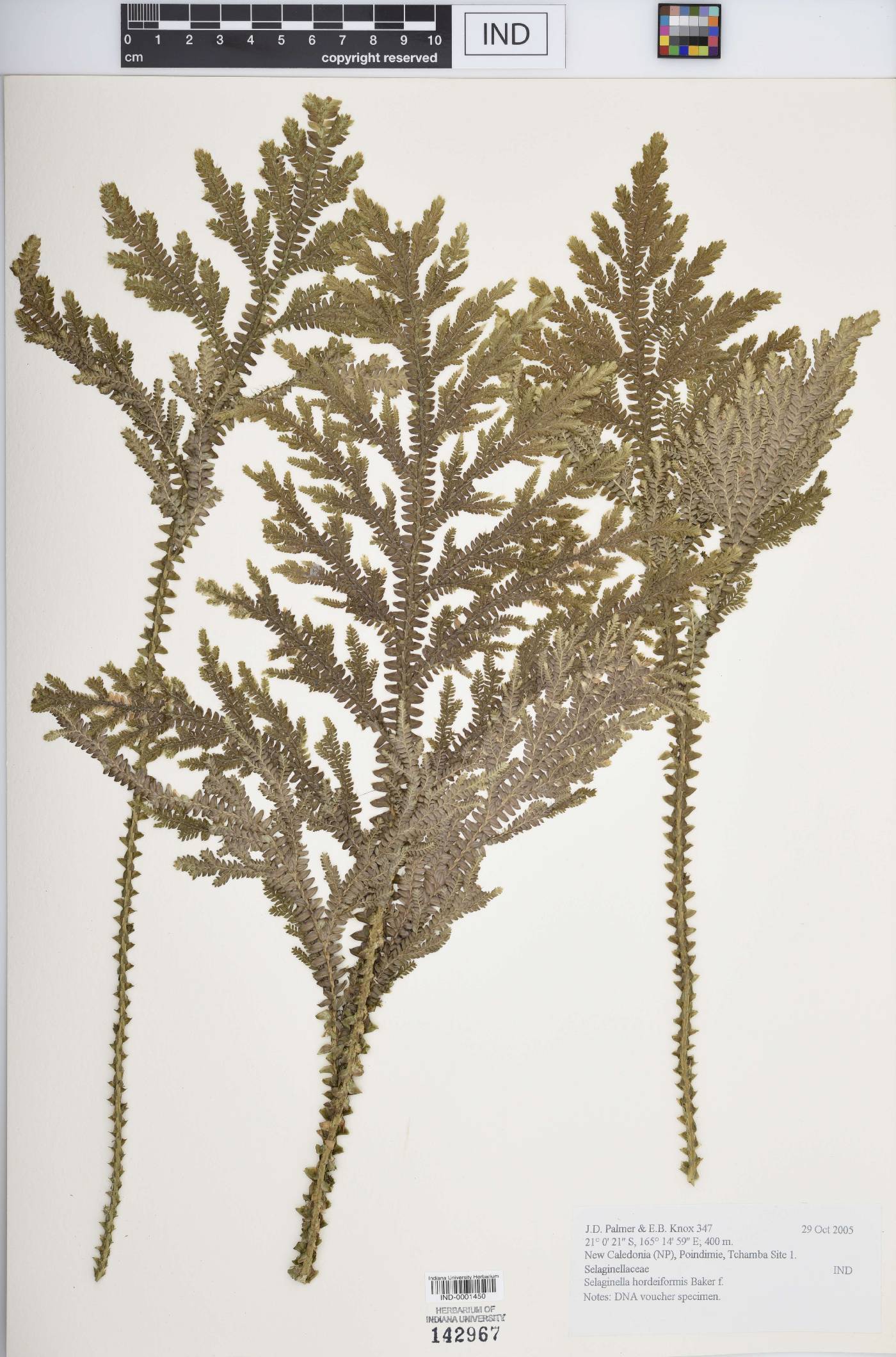 Selaginella hordeiformis image