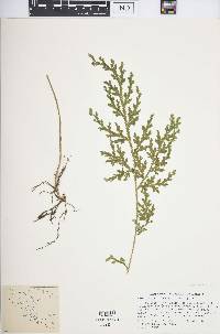 Selaginella pallescens image