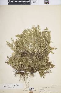 Selaginella pallescens image