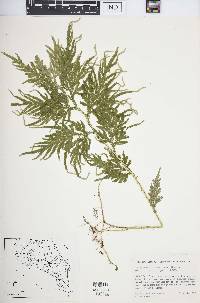 Selaginella plana image