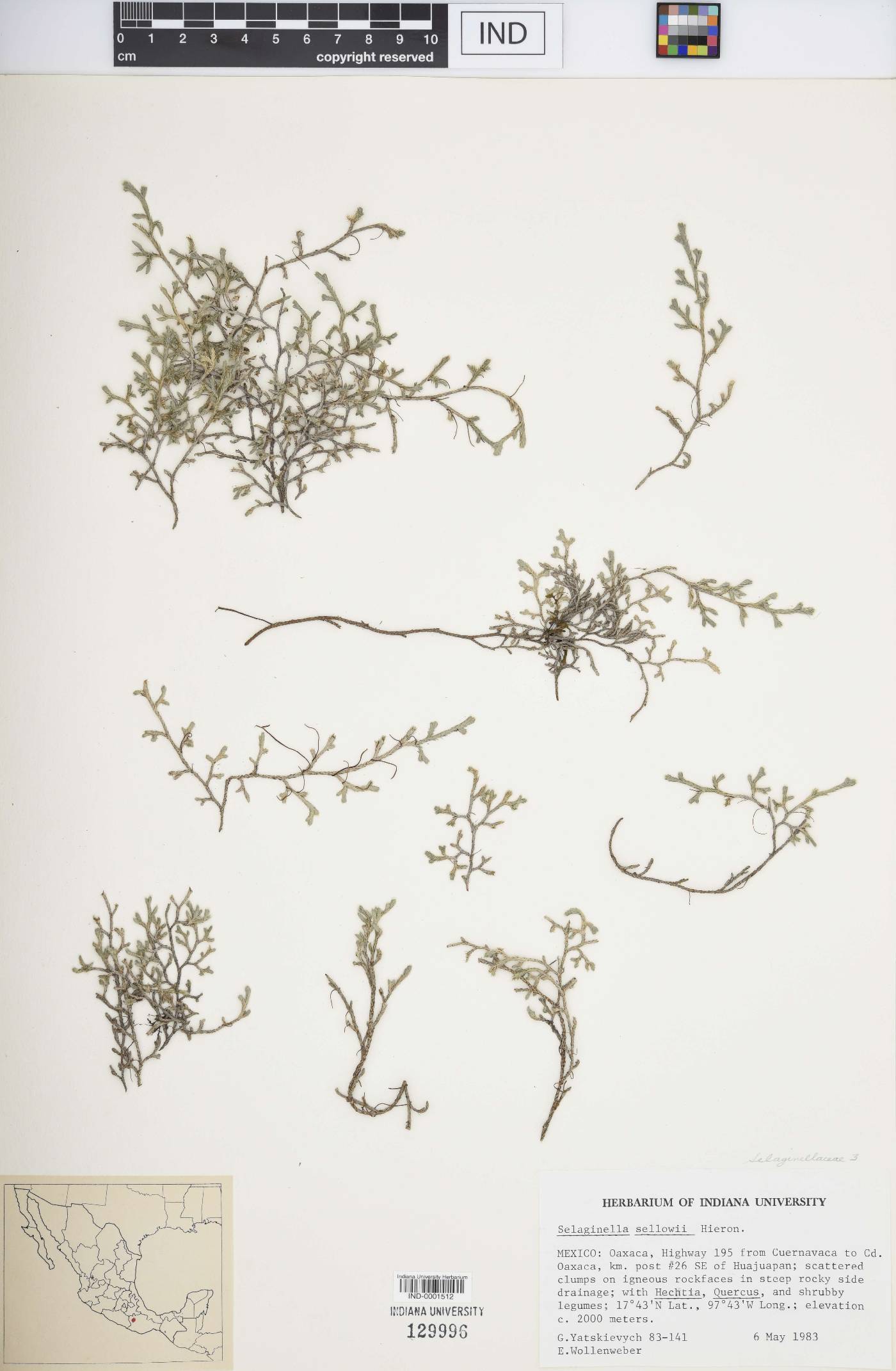 Selaginella sellowii image