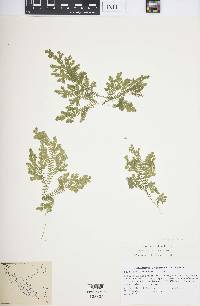 Selaginella sertata image