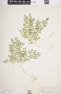 Selaginella stenophylla image