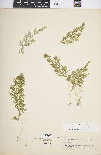 Selaginella stenophylla image