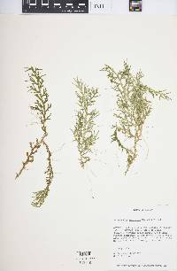 Selaginella subrugosa image