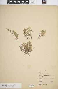 Selaginella wallacei image