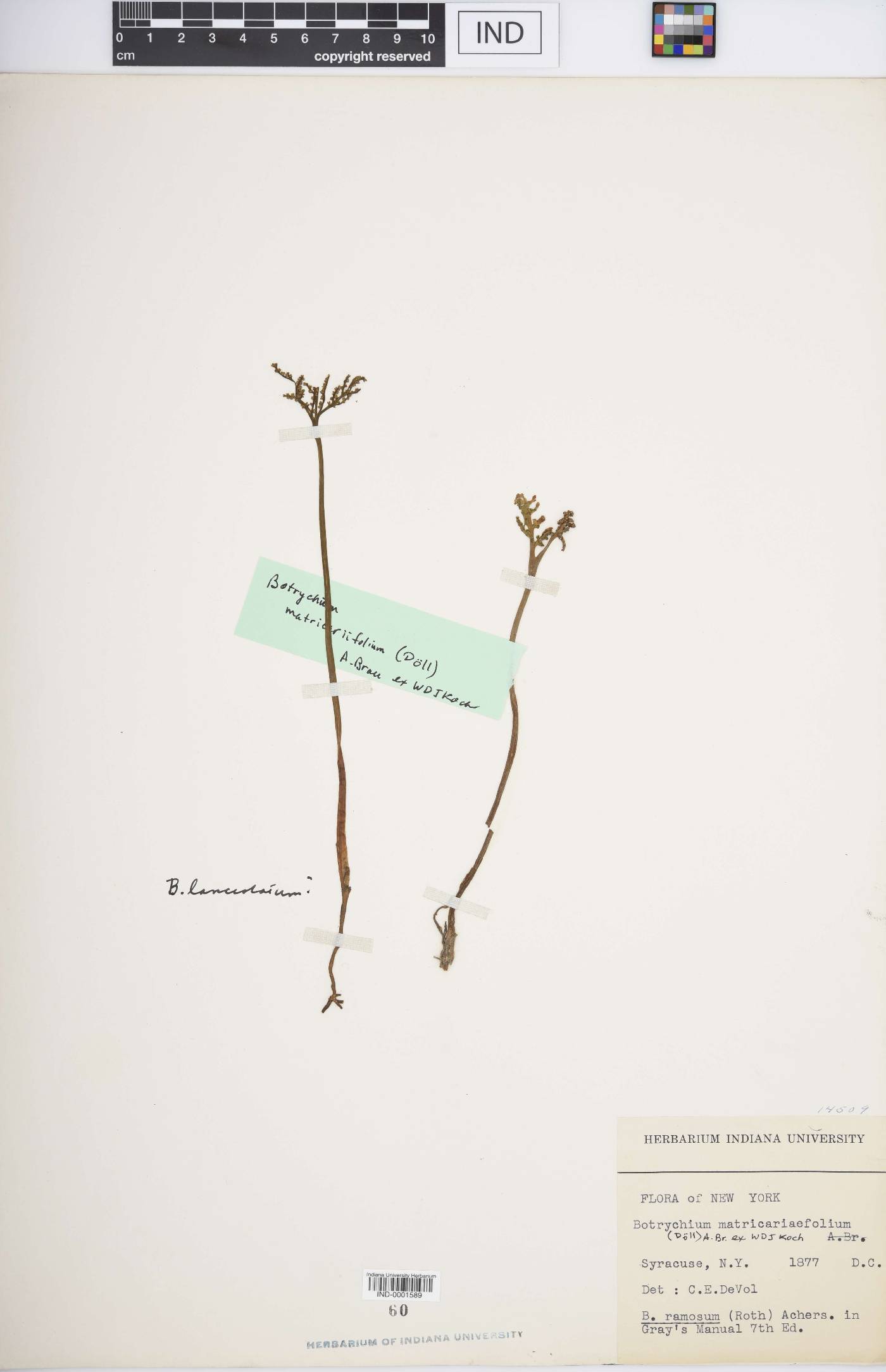 Botrychium matricariifolium image