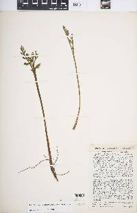 Botrychium matricariifolium image