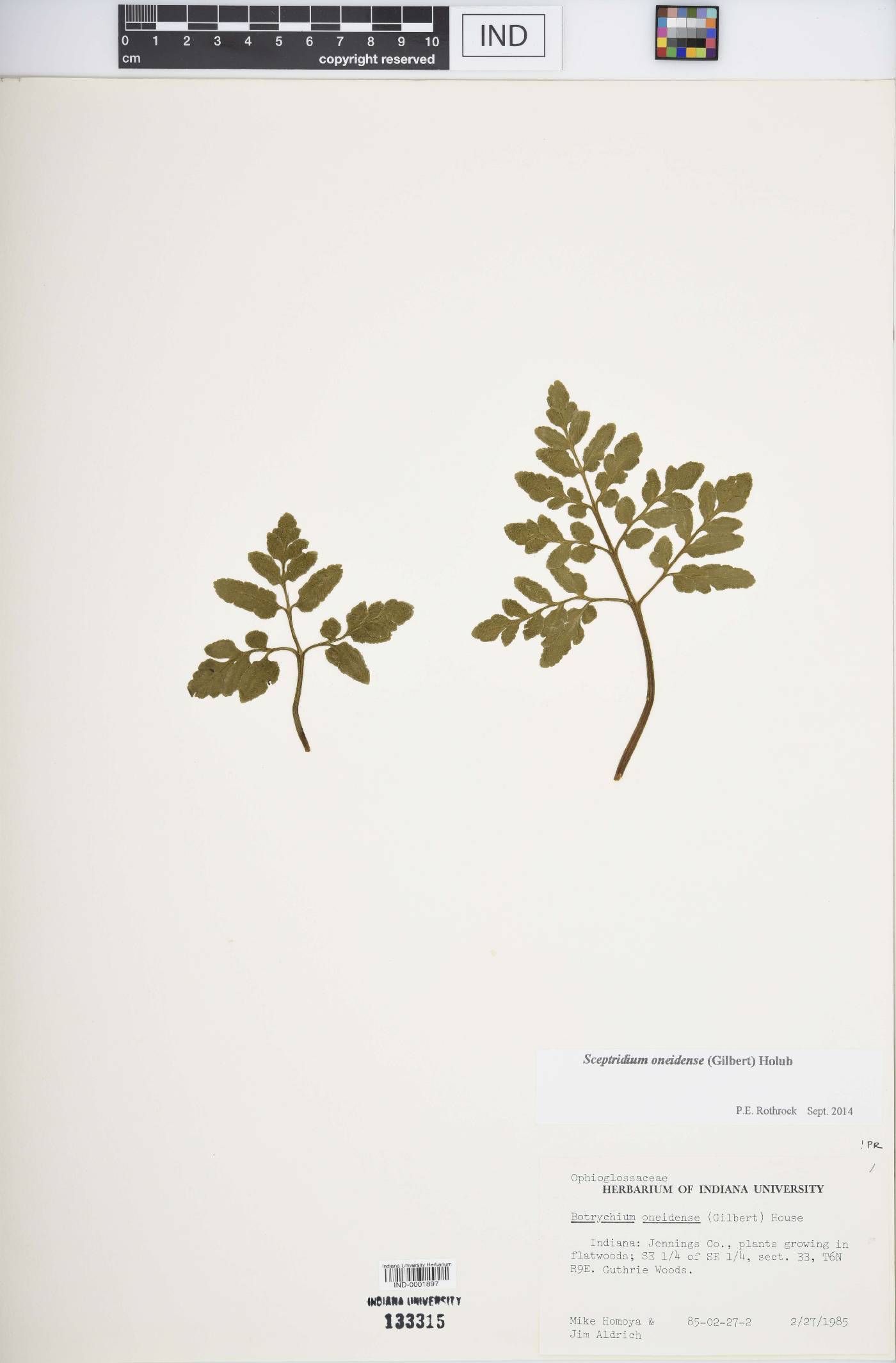 Sceptridium oneidense image