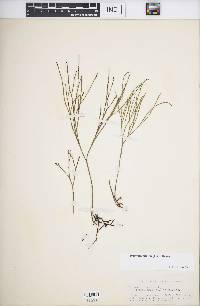 Psilotum nudum image