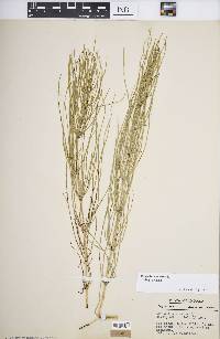 Equisetum arvense subsp. arvense image