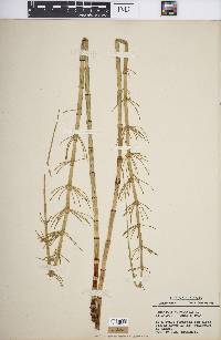 Equisetum fluviatile image