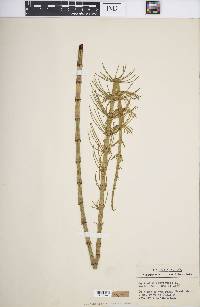 Equisetum fluviatile image