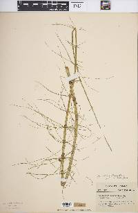 Equisetum fluviatile image