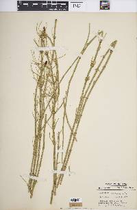 Equisetum fluviatile image