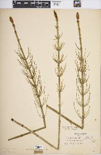 Equisetum fluviatile image