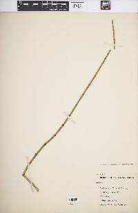 Equisetum fluviatile image