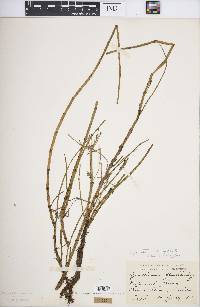 Equisetum fluviatile image