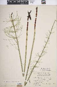 Equisetum fluviatile image