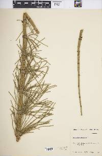 Equisetum giganteum image