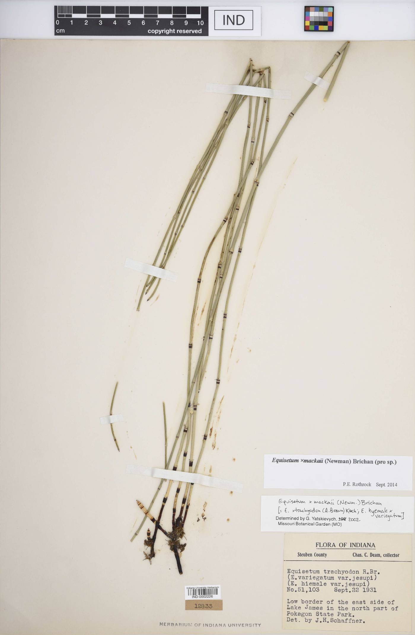 Equisetum × mackayi image