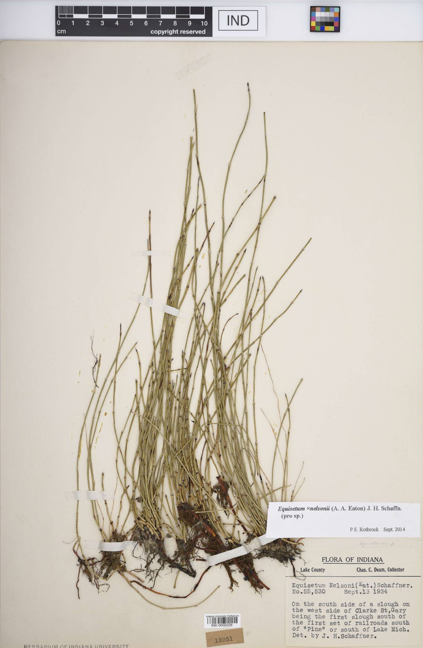 Equisetum × nelsonii image
