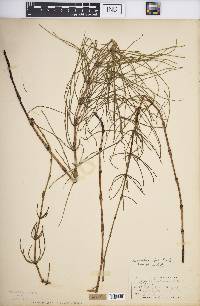 Equisetum palustre image