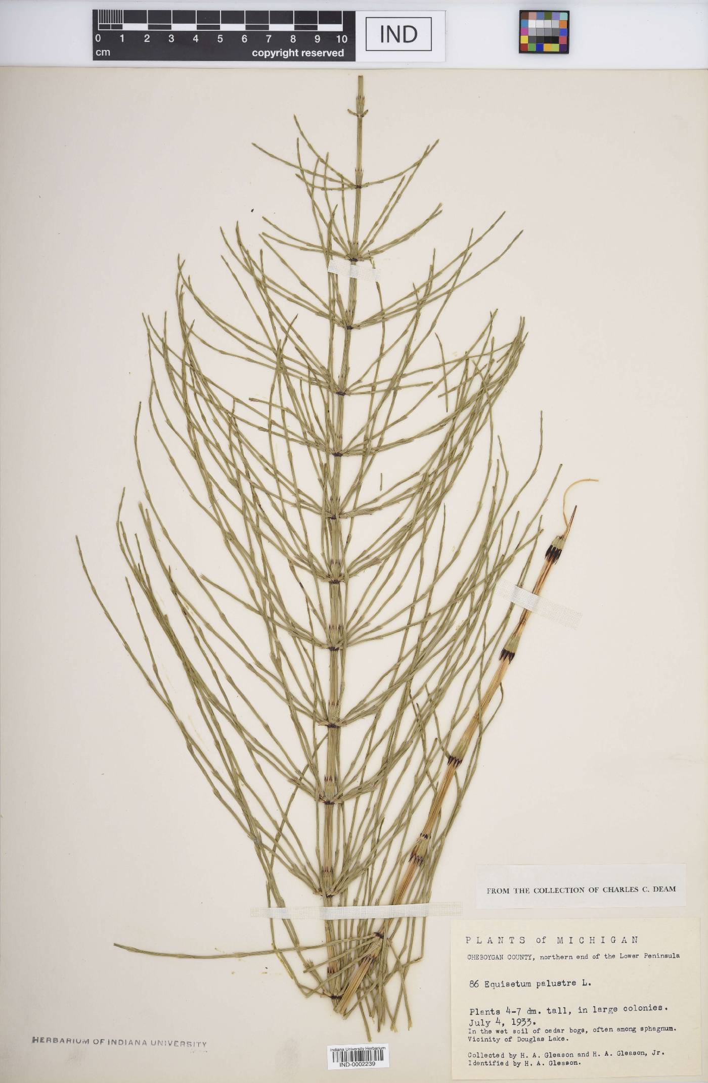 Equisetum palustre image