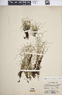 Equisetum scirpoides image