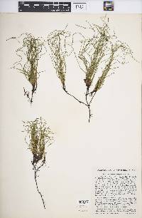 Equisetum scirpoides image