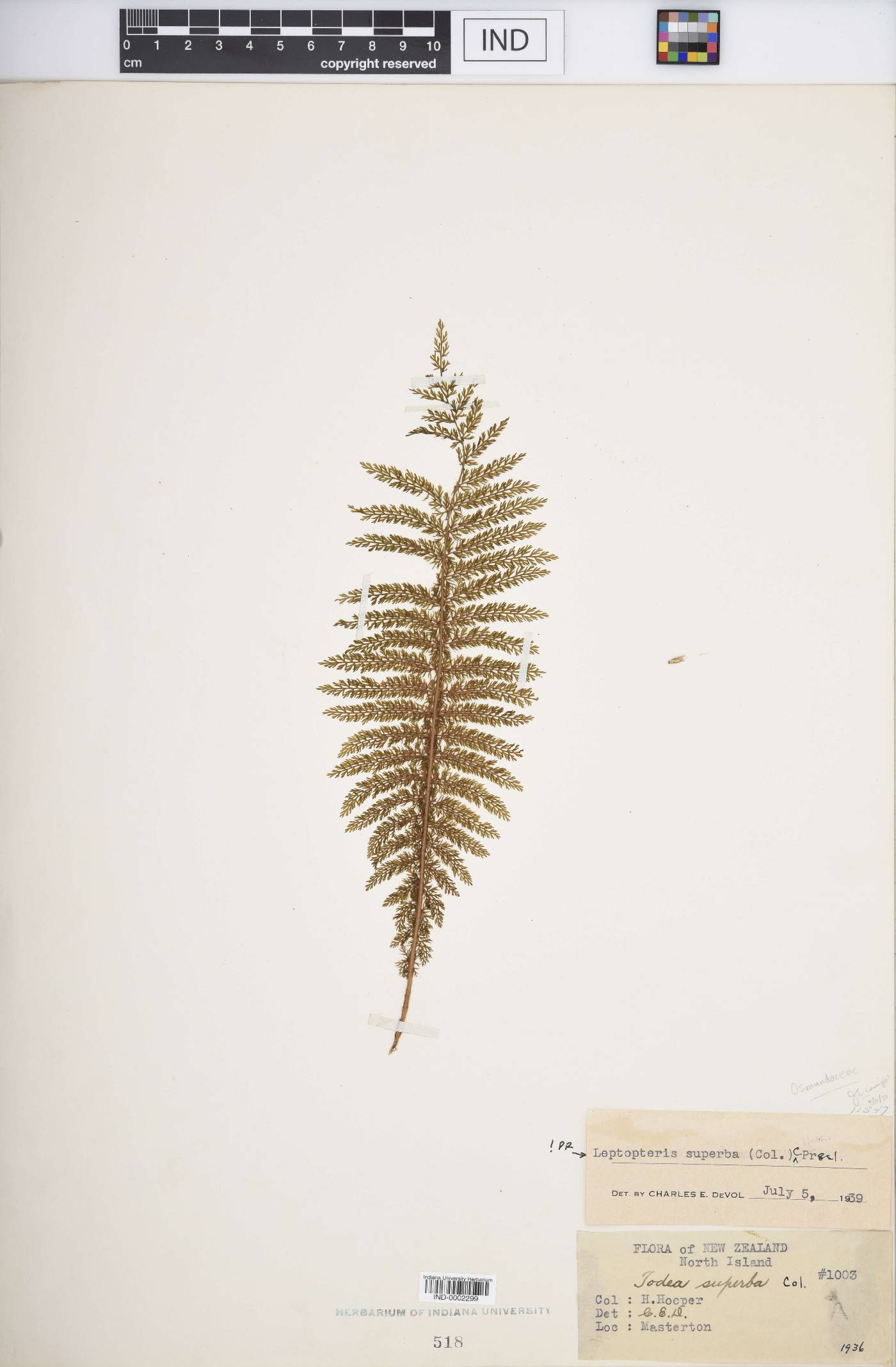 Leptopteris superba image