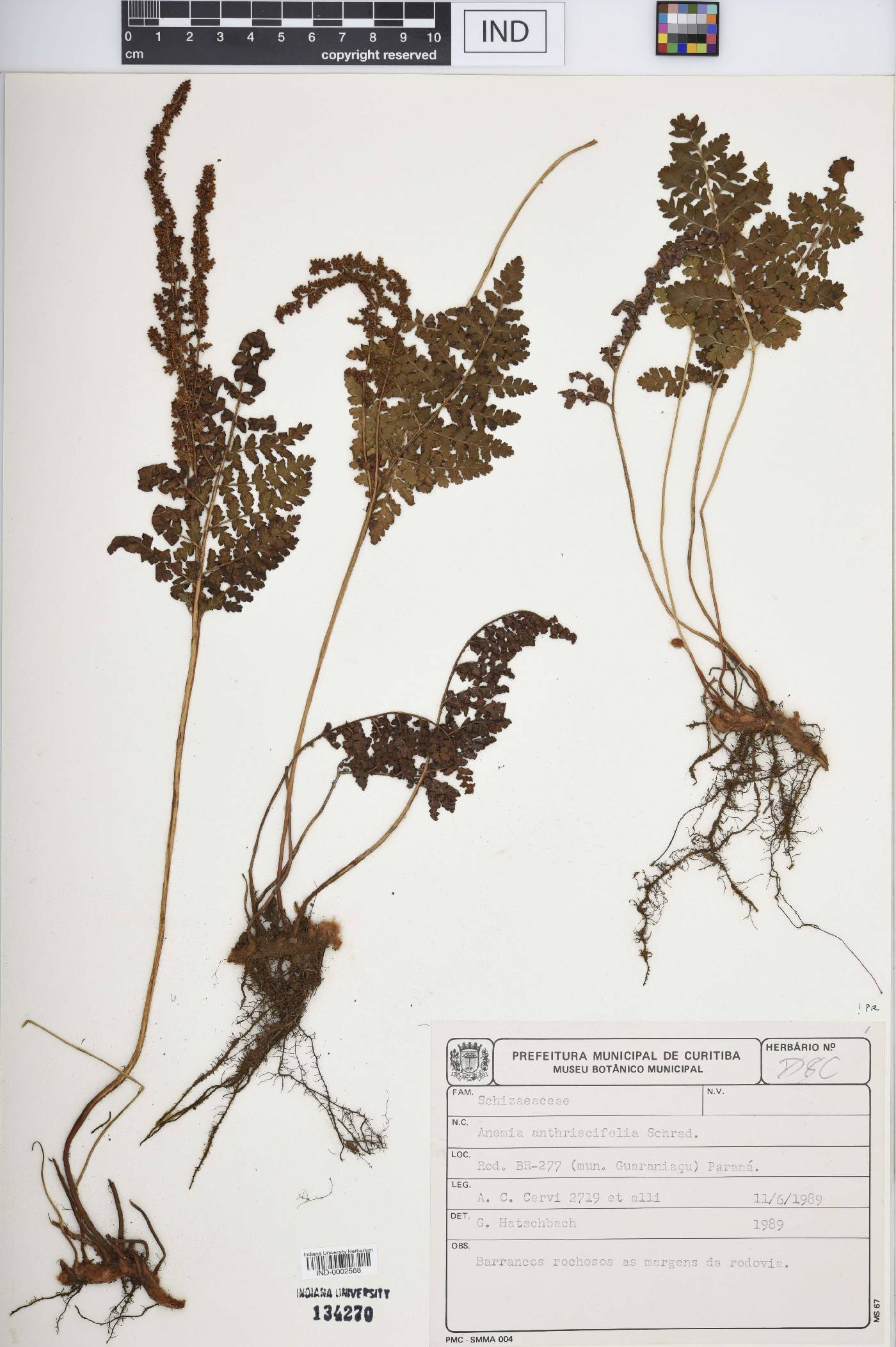 Anemia tomentosa image