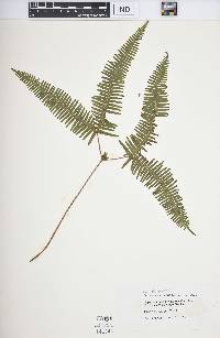 Dicranopteris linearis image