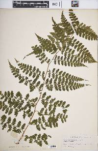 Dicksonia coniifolia image