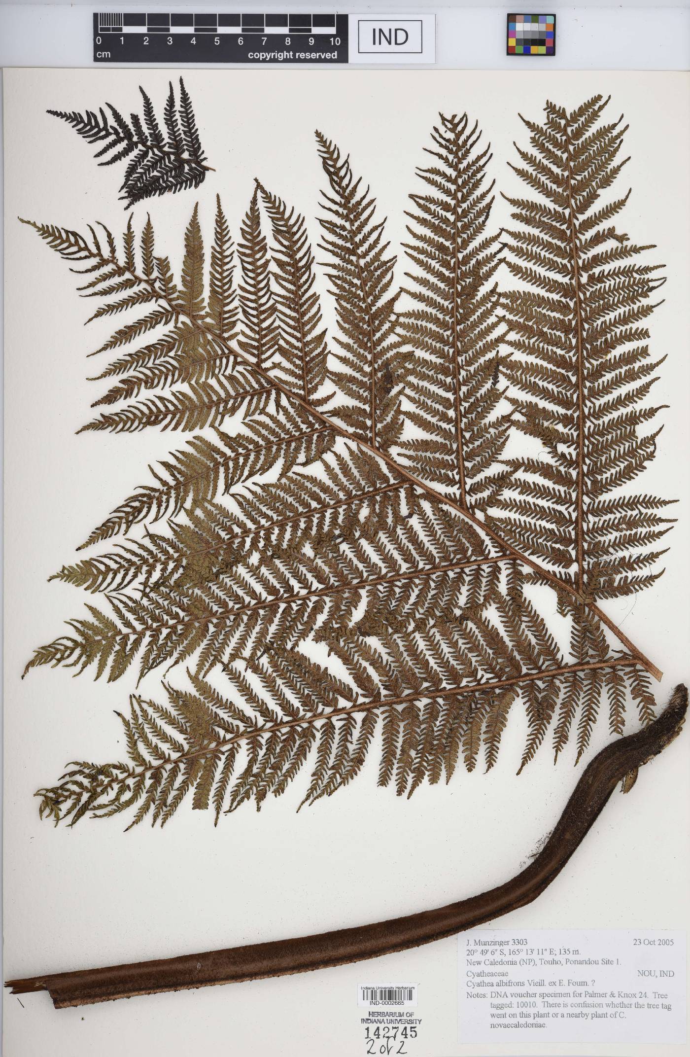 Cyathea albifrons image