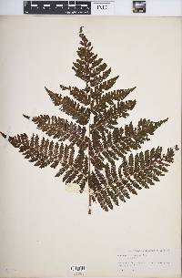 Cyathea furfuracea image