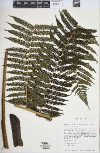 Cyathea fulva image