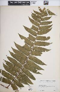 Cyathea jamaicensis image